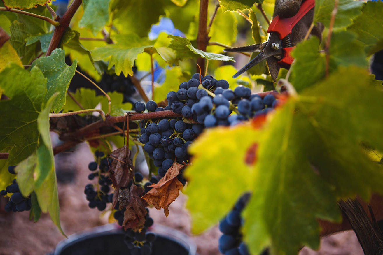 Les 8 accessoires indispensables des amateurs de vin ! – Château de Berne