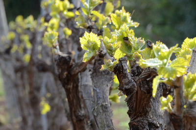 De naam van de Côtes de Provence