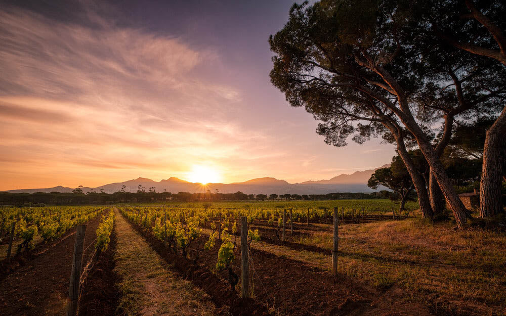 La route des vins de Corse
