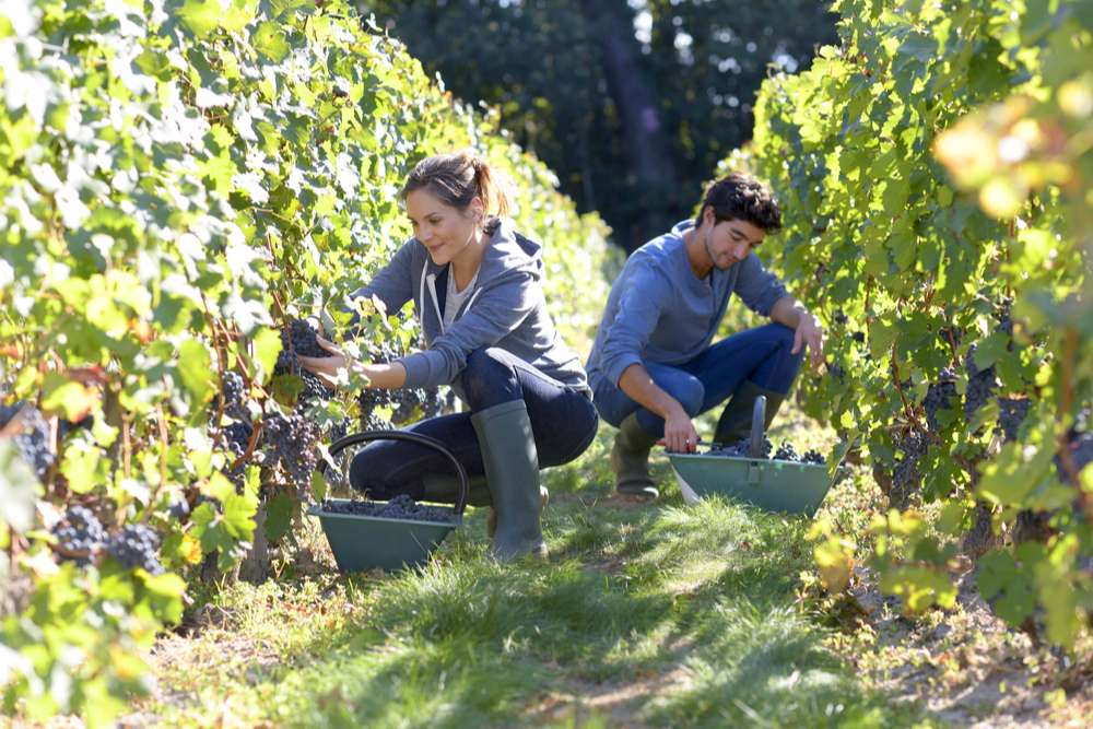 Qu'est-ce que l'adoption de vigne ?