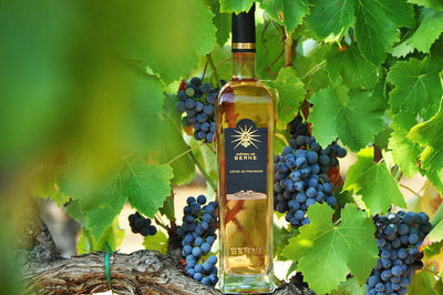 Côtes de Provence: un vino local