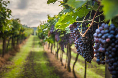 ¿Cómo se están adaptando los viticultores al calentamiento global?
