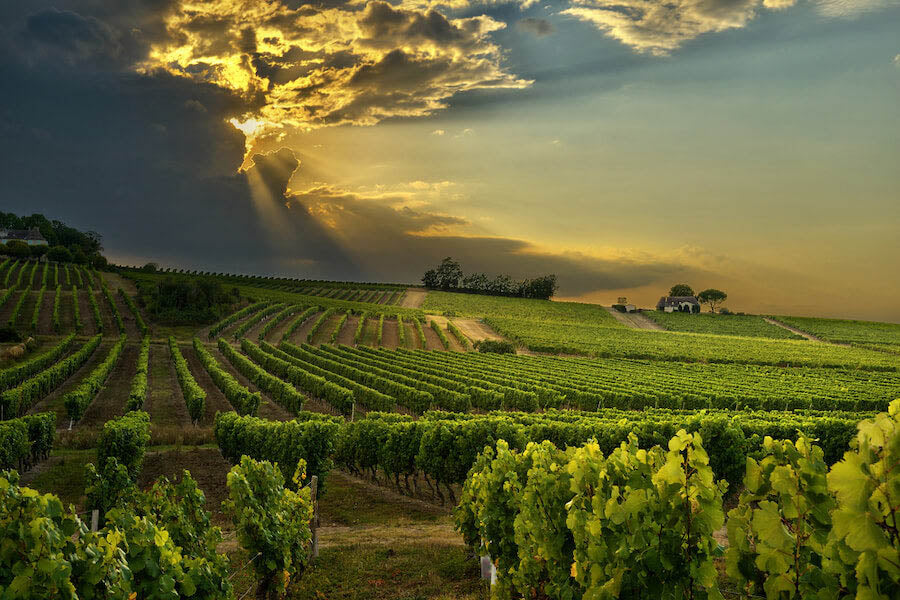 Tout savoir sur le vignoble en Provence 