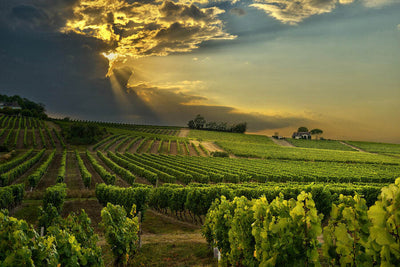 Les régions du vin rosé en France