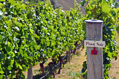 All about wine grape varieties: Pinot Noir