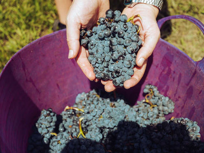 Was ist Weinschönung und welche Vorteile bringt sie mit sich?