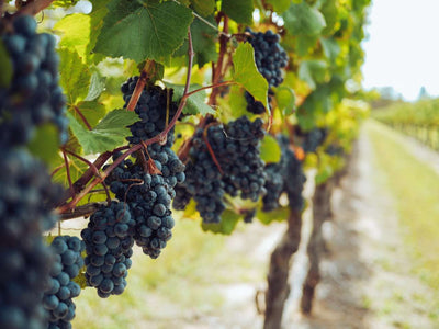 Reimt sich Weinqualität mit Traubenqualität?