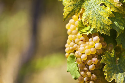 Alles über Weintraubensorten: The Sauvignon Blanc