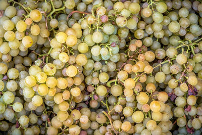 Guía de variedades de uva: todo lo que necesitas saber sobre el Sémillon
