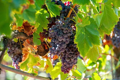 All about wine grape varieties: black syrah