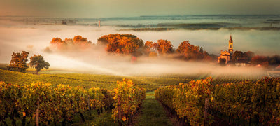 All about the Bordeaux wine region