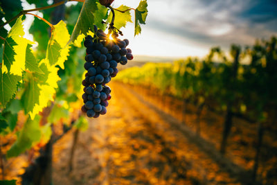 Tout savoir sur la région viticole du Sud-ouest