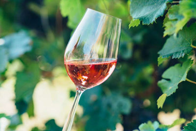 Find out everything about our organic wines from Provence