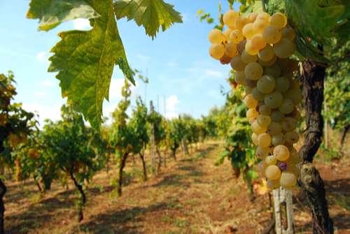 Comment choisir un bon vin bio ?