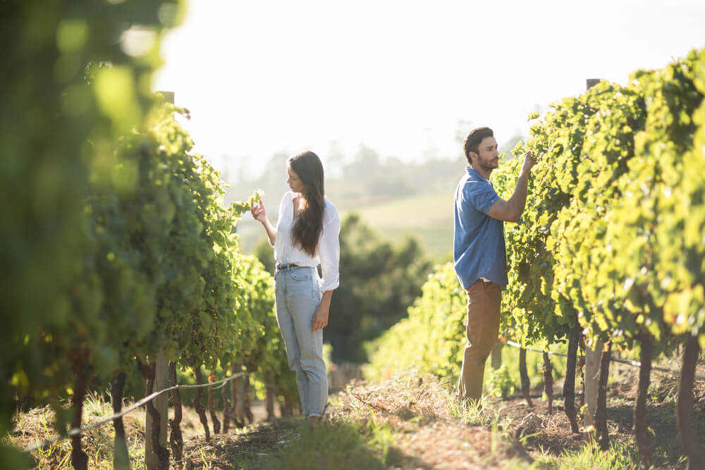 Tout savoir sur les cépages du vin : le viognier blanc