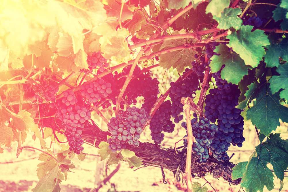 Zoom sur les vins du Château des Bertrands