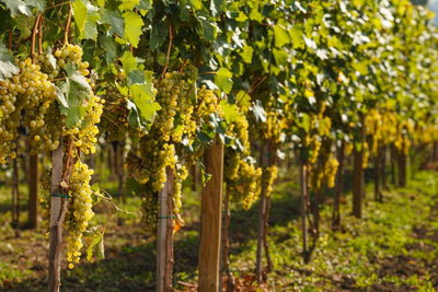 What are grape varieties? Definition of a grape variety