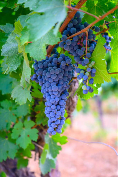 Guide to grape varieties: everything you need to know about Carignan