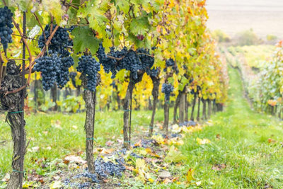 Guida ai vitigni: tutto quello che c'è da sapere su Cinsault