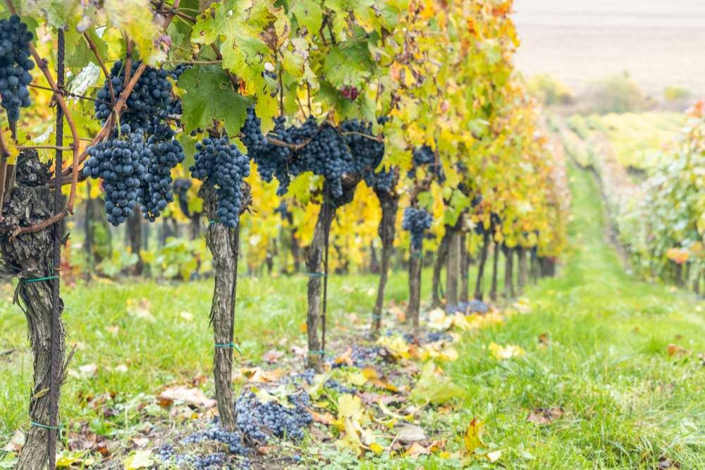 Guide des cépages : tout savoir sur le cinsault