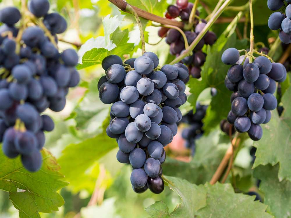 Guide des cépages : tout savoir sur le marselan