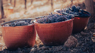 Gids voor druivensoorten: alles wat u moet weten over nielluccio