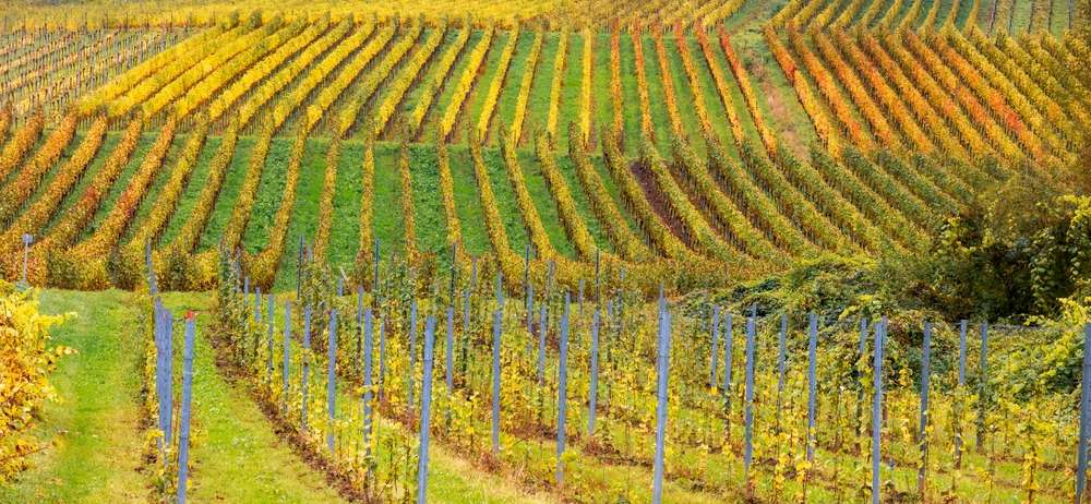 Définition du domaine viticole bio