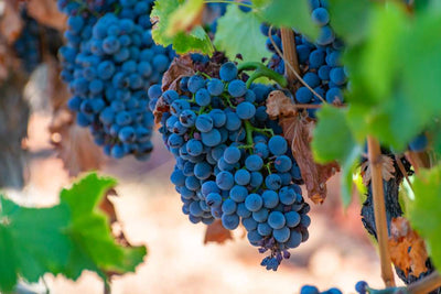 Differentiate between grape variety and appellation