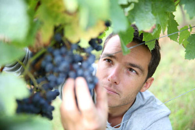 What are the differences between a winegrower and a viticulturist?
