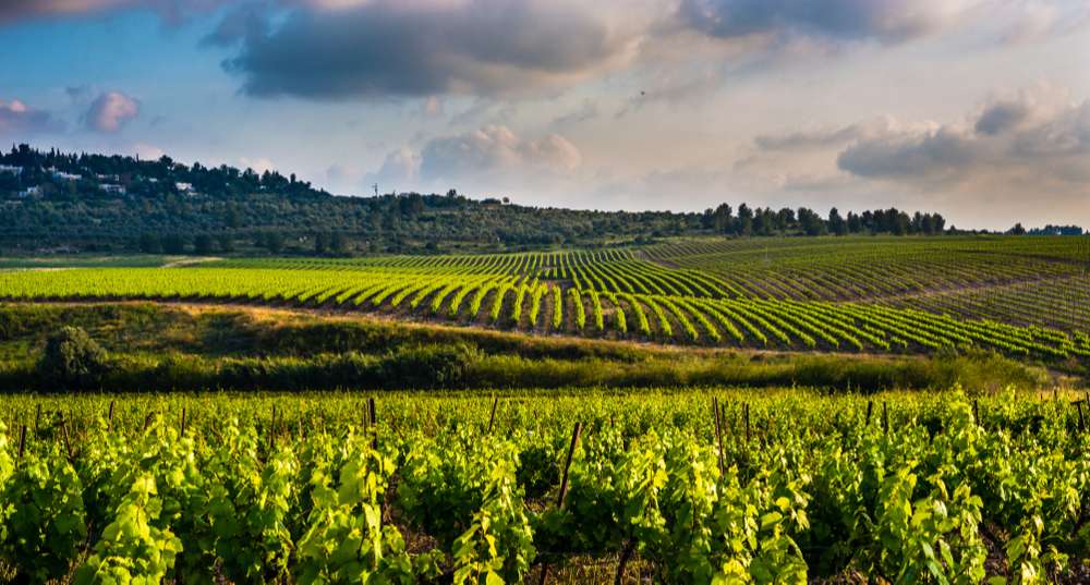 Qu'est-ce que l'épamprage des vignes ?