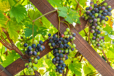 Wein im eigenen Garten herstellen: ein echtes Phänomen?