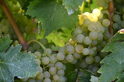 Guida ai vitigni: tutto quello che c'è da sapere sull'Ugni Blanc