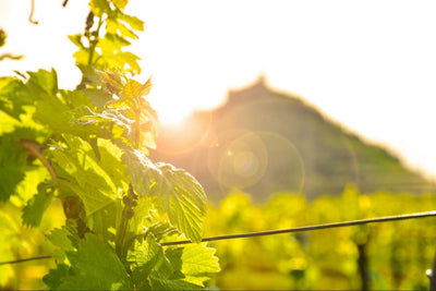 Everything you need to know about vines in spring