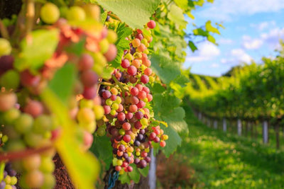 Todo lo que necesitas saber sobre la Garnacha - Guía de variedades de uva