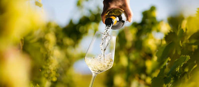 Let's discover dry white wines