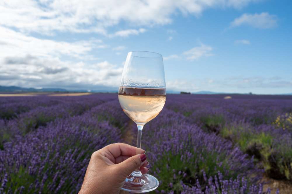 Zoom sur la cuvée Terres de Berne du Château de Berne