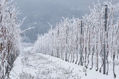 How do winegrowers fight against frost?