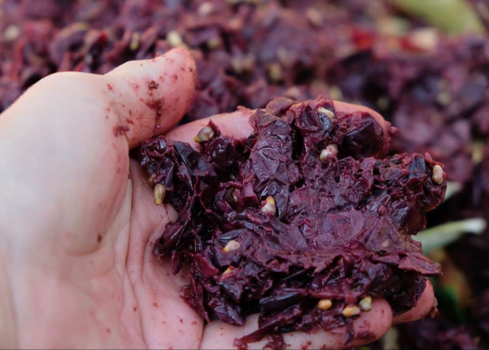 Le Moût du raisin apres la maceration