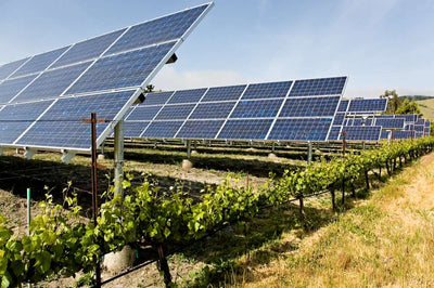 Solar panel and vine: winning alliance for the vine?
