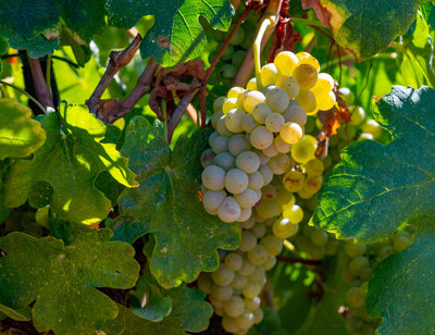 Tout savoir sur le vin de Provence