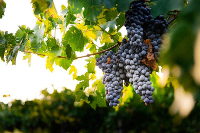 ¿De qué uvas se elabora el vino tinto?
