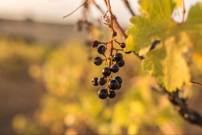 Does global warming have an impact on wine?