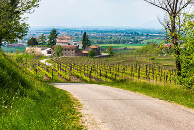 Wine roads in France