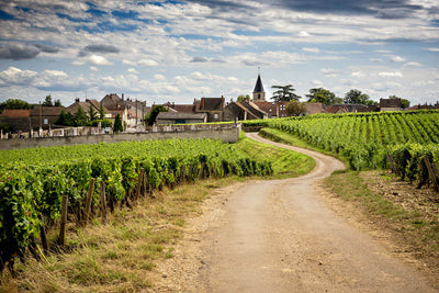 Organiser un séjour sur la route des vins