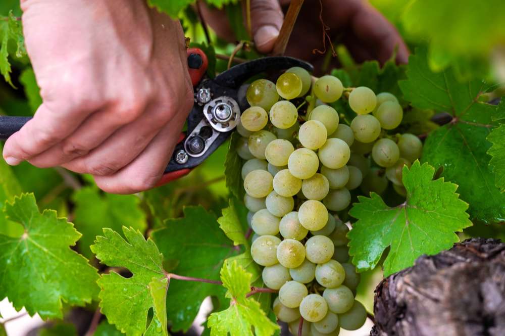 Tout savoir sur la saison des vendanges
