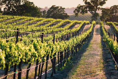 Everything you need to know about maintaining organic vines