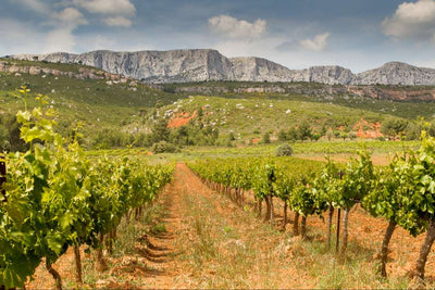 Saisonaler Spaziergang in den Weinbergen der Provence
