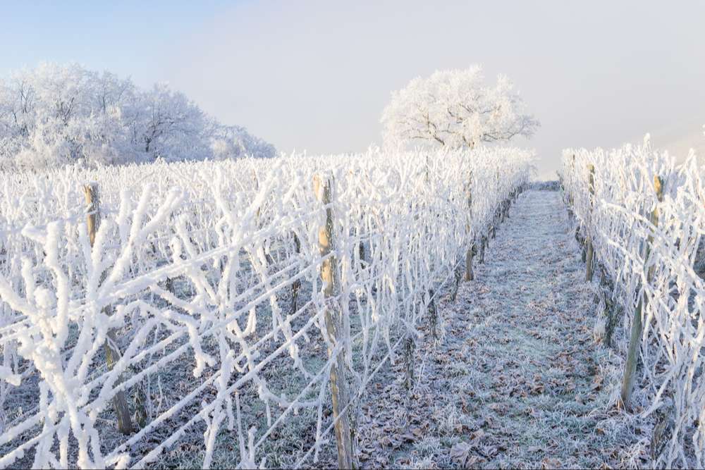vigne en hiver