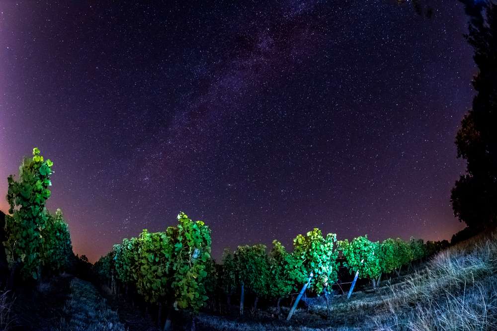 Les vignes la nuit