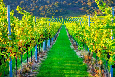 Everything you need to know about English vineyards